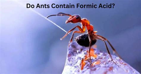 Do ants like citric acid?