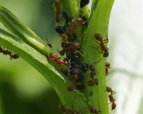 Do ants like lemon grass?