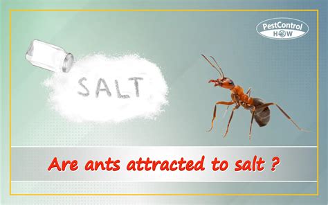 Do ants like salt?