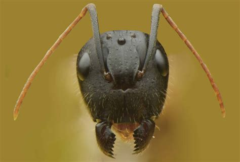 Do ants like the smell of sweat?