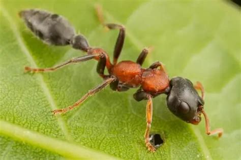 Do ants notice missing ants?