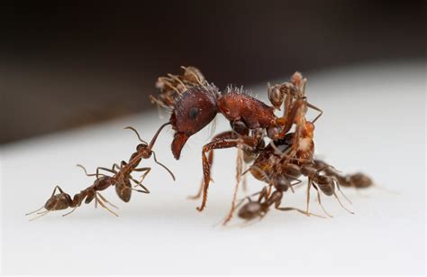 Do ants punish each other?