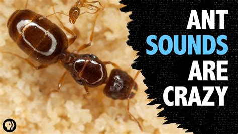 Do ants react to music?