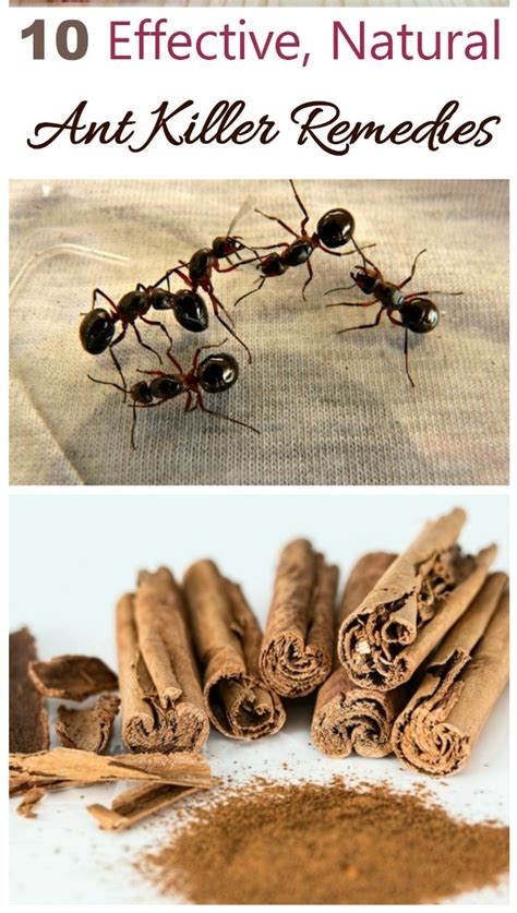 Do ants really hate cinnamon?