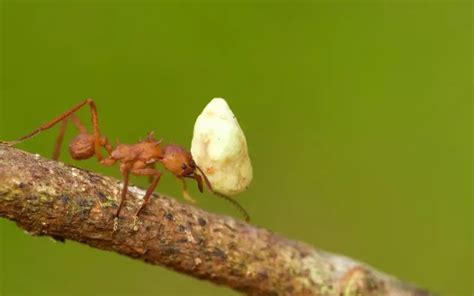 Do ants reproduce asexually?