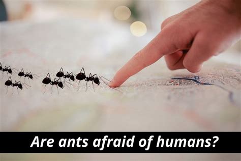 Do ants see humans as threats?