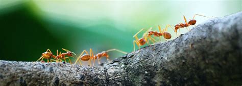 Do ants show affection?