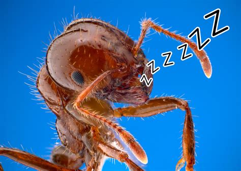 Do ants sleep or rest?