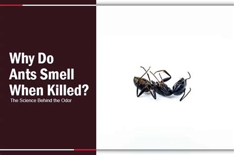 Do ants smell when killed?