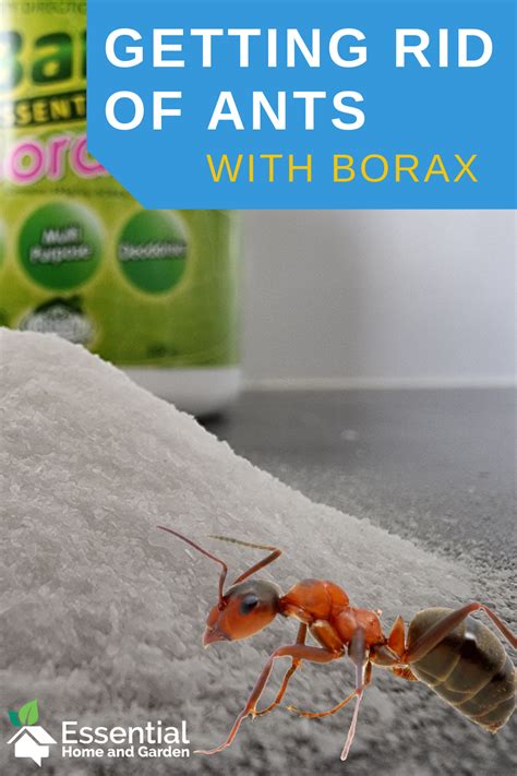 Do ants take borax back to the nest?