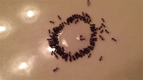 Do ants take poison back to nest?