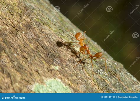 Do ants take their dead back to the nest?