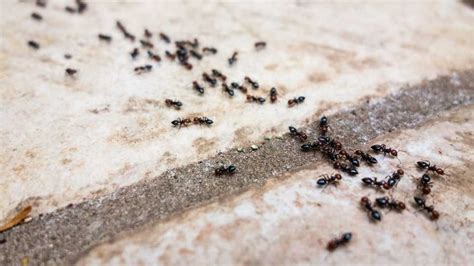 Do ants walk around at night?