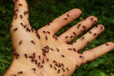 Do ants want to hurt humans?