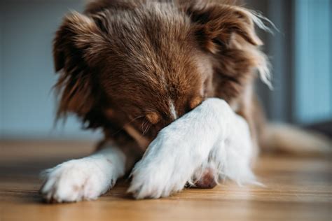 Do anxious dogs need more sleep?