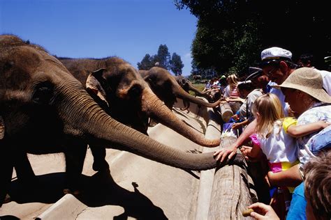 Do any US zoos have elephants?