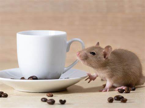 Do any animals eat coffee grounds?