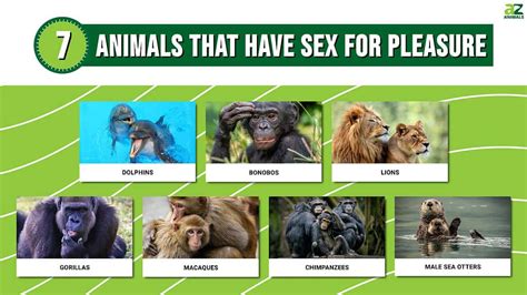 Do any animals feel pleasure from sex?