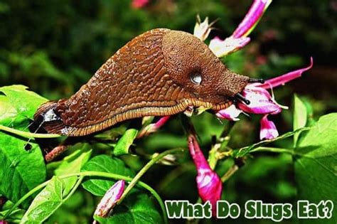 Do any countries eat slugs?