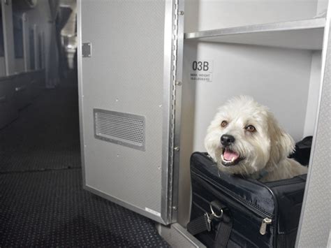 Do any planes allow dogs?