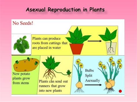 Do any plants reproduce asexually?