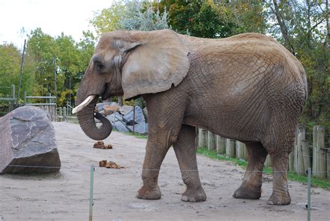 Do any zoos in Canada have elephants?
