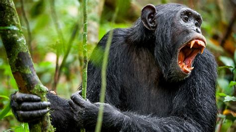 Do apes feel anger?