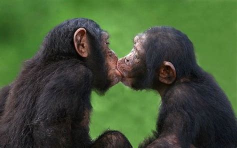 Do apes kiss each other?