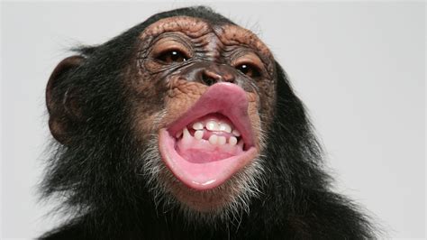 Do apes kiss like humans?