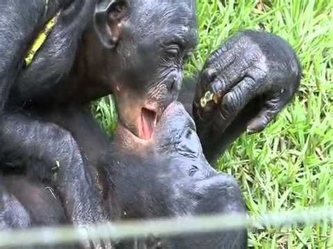 Do apes kiss their babies?