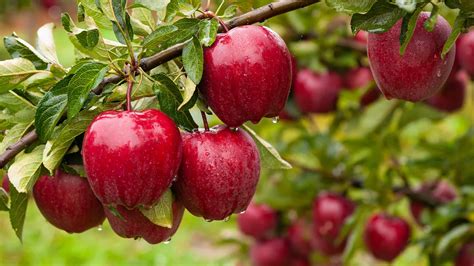 Do apple trees grow in Ukraine?