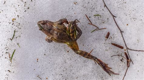 Do aquatic frogs hibernate?