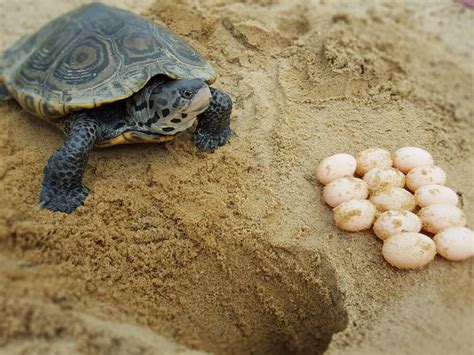 Do aquatic turtles lay eggs?