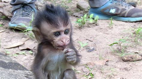Do baby chimps cry?