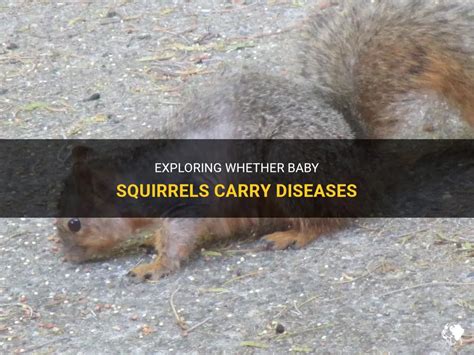 Do baby squirrels carry diseases?