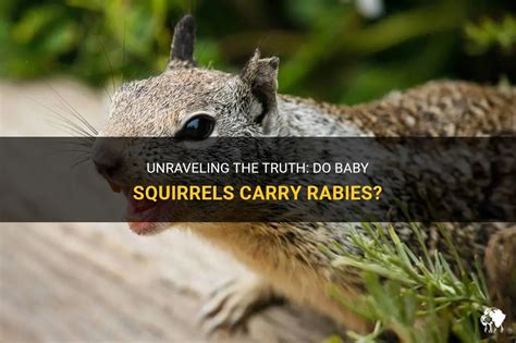 Do baby squirrels carry rabies?