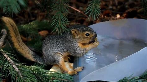 Do baby squirrels drink water?