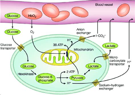 Do bacteria like glucose?