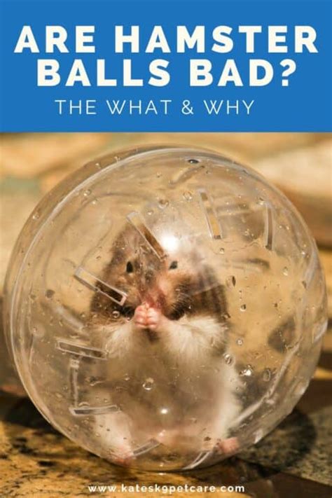 Do balls stress hamsters out?