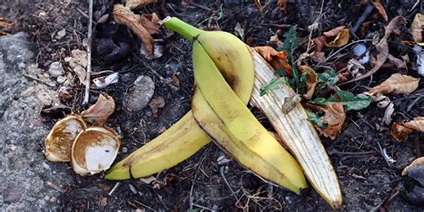Do banana peels produce methane?