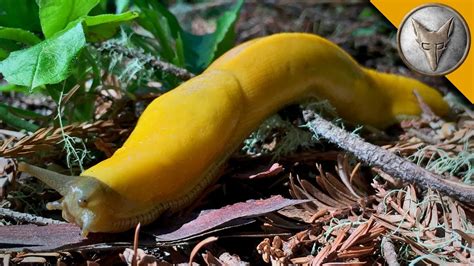 Do banana slugs like rain?