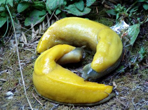 Do banana slugs make your tongue numb?