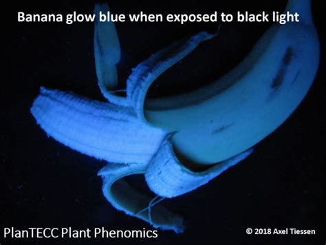 Do bananas glow blue?