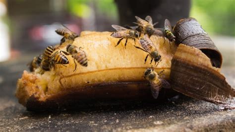 Do bananas make bees aggressive?