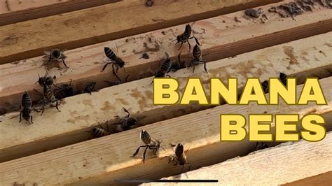 Do bananas upset bees?