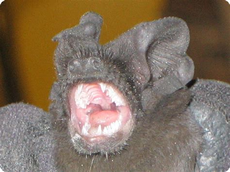 Do bats have rabies?