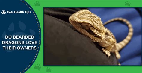 Do bearded dragons actually love their owners?