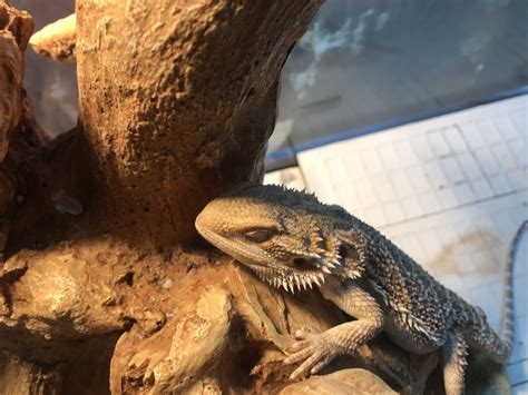 Do bearded dragons close their eyes when they are happy?