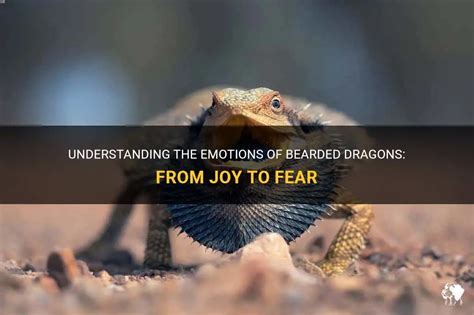 Do bearded dragons feel fear?