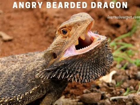 Do bearded dragons get angry?